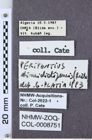 Etiketten zu Peripontius dimidiatipennis (NHMW-ZOO-COL-0008751)